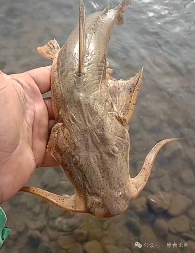 貴州龍魚（貴州魚龍和坦克鴨嘴魚有什么區(qū)別）