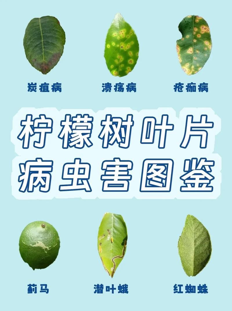 檸檬炭疽病圖片（檸檬炭疽病用什么藥防治方法與用藥指南一畝田香水檸檬常見病蟲害）