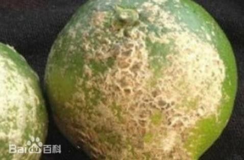 檸檬炭疽病圖片（檸檬炭疽病用什么藥防治方法與用藥指南一畝田香水檸檬常見病蟲害）