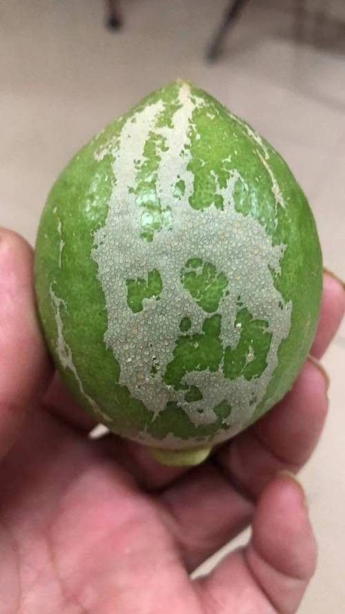 龍魚感染病毒時，其癥狀可能包括食欲不振、活力下降、鰭部異常，如何判斷龍魚是否感染了病毒 龍魚感染病毒時，其癥狀可能包括食欲不振、活力下降、鰭部異常，如何判斷龍魚是否感染了病毒 龍魚百科 第1張