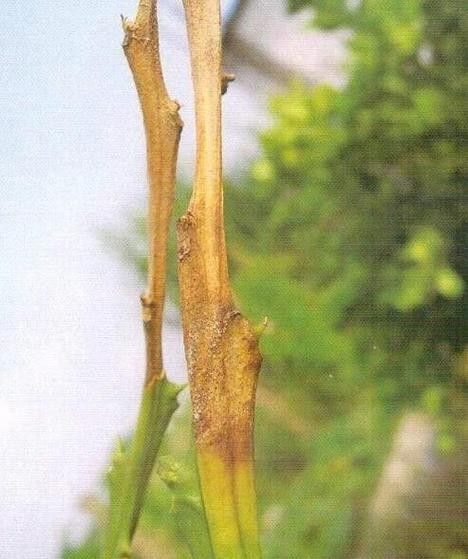 龍魚感染病毒時，其癥狀可能包括食欲不振、活力下降、鰭部異常，如何判斷龍魚是否感染了病毒 龍魚感染病毒時，其癥狀可能包括食欲不振、活力下降、鰭部異常，如何判斷龍魚是否感染了病毒 龍魚百科 第2張