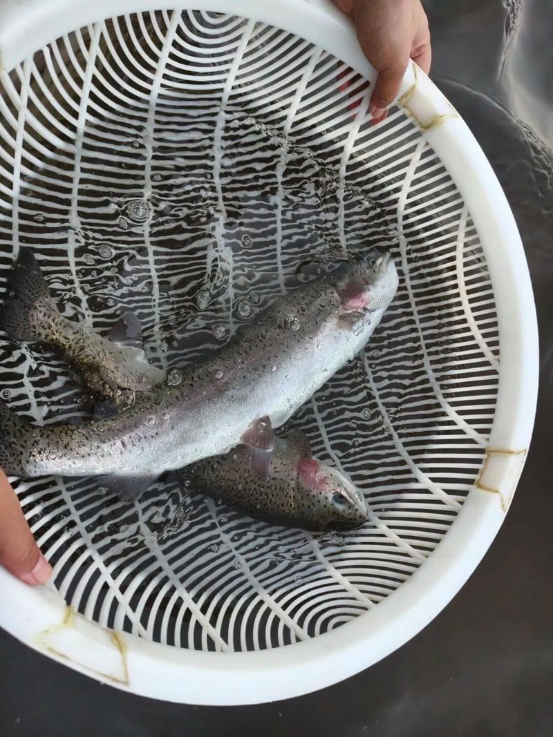 宜賓縣紅龍魚（關于宜賓縣紅龍魚的介紹） 宜賓縣紅龍魚（關于宜賓縣紅龍魚的介紹） 觀賞魚百科 第3張