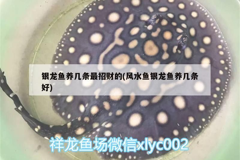 銀龍魚養幾條最招財的(風水魚銀龍魚養幾條好) 銀龍魚養幾條最招財的(風水魚銀龍魚養幾條好) 觀賞魚百科