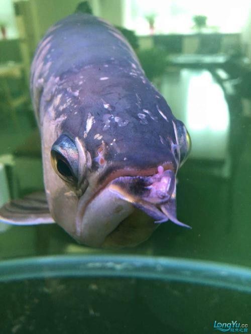 龍魚嘴角長疙瘩圖片（龍魚嘴角長疙瘩會傳染嗎，）