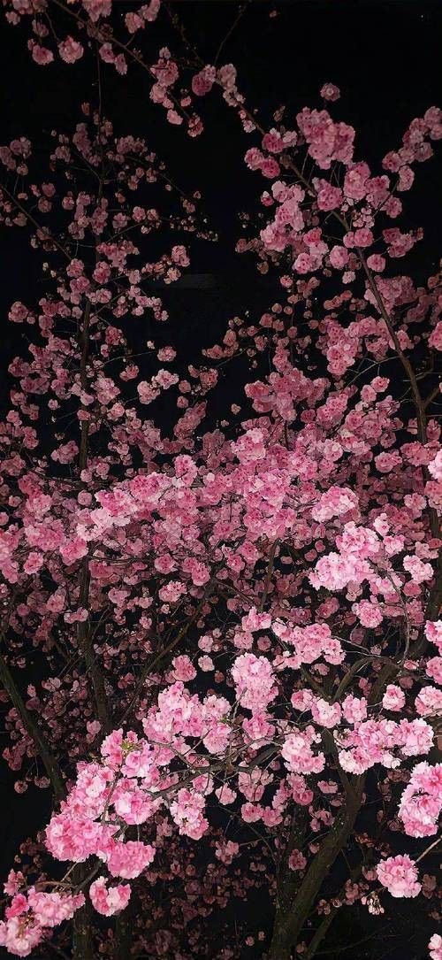 哪里可以找到高清原圖（如何找到高清原圖）