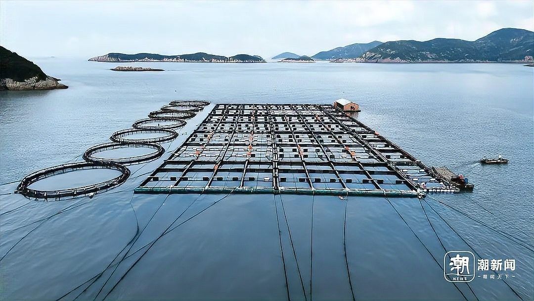 岱山龍魚