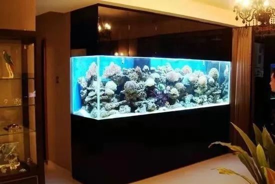 龍魚病了放食用鹽有用嗎（養龍魚要下鹽嗎好處與壞處）