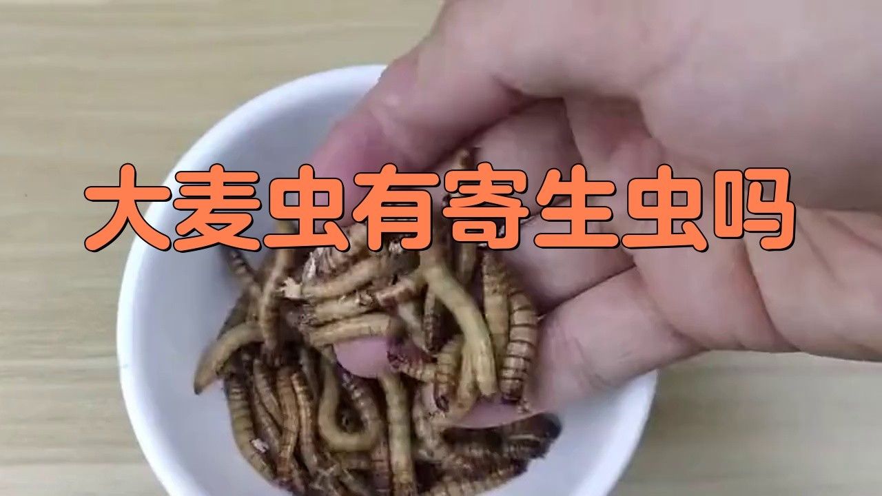 龍魚(yú)大麥蟲(chóng)一天喂幾次 龍魚(yú)大麥蟲(chóng)一天喂幾次 觀賞魚(yú)百科 第2張