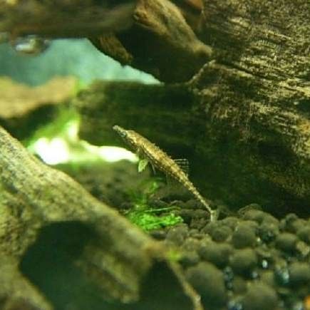 迷你棘龍魚（迷你棘龍魚的價格是多少迷你棘龍魚有哪些天敵） 迷你棘龍魚（迷你棘龍魚的價格是多少迷你棘龍魚有哪些天敵） 觀賞魚百科 第2張