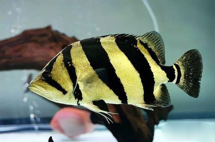龍魚吃小虎魚怎么辦（ 龍魚吃小虎魚怎么辦（\