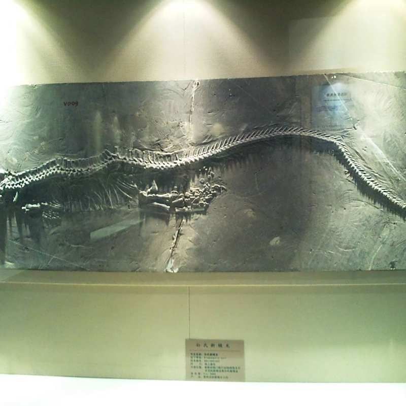 安徽龍魚（安徽龍魚有哪些品種？）