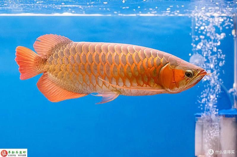 炎陵龍魚（炎陵縣龍魚養(yǎng)殖業(yè)的發(fā)展前景如何？） 炎陵龍魚（炎陵縣龍魚養(yǎng)殖業(yè)的發(fā)展前景如何？） 觀賞魚百科 第5張