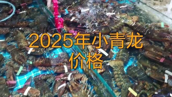 青龍龍魚價格多少（十大最好養的龍魚排名proontario展開）