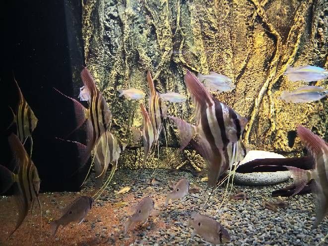 野生埃及神仙魚隱棟不包肚(關于野生埃及神仙魚隱棟不包肚) 觀賞魚百科 第2張 野生埃及神仙魚隱棟不包肚(關于野生埃及神仙魚隱棟不包肚) 野生埃及神仙魚隱棟不包肚(關于野生埃及神仙魚隱棟不包肚) 觀賞魚百科 第2張