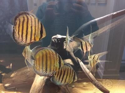 野生埃及神仙魚隱棟不包肚(關于野生埃及神仙魚隱棟不包肚) 觀賞魚百科 第1張 野生埃及神仙魚隱棟不包肚(關于野生埃及神仙魚隱棟不包肚) 野生埃及神仙魚隱棟不包肚(關于野生埃及神仙魚隱棟不包肚) 觀賞魚百科 第1張