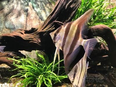 野生埃及神仙魚隱棟不包肚(關于野生埃及神仙魚隱棟不包肚) 觀賞魚百科 第3張 野生埃及神仙魚隱棟不包肚(關于野生埃及神仙魚隱棟不包肚) 野生埃及神仙魚隱棟不包肚(關于野生埃及神仙魚隱棟不包肚) 觀賞魚百科 第3張