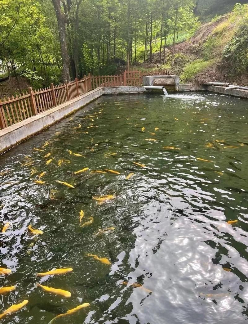 欒川吃魚(yú)去哪家好吃（欒川吃魚(yú)去哪家好吃，欒川吃魚(yú)去哪里好吃）