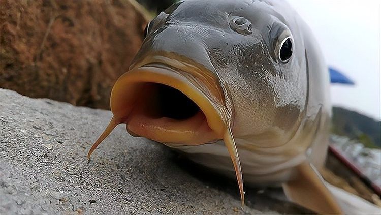 龍魚嘴巴一張一合什么原因呢視頻（龍魚嘴巴一張一合是什么原因）