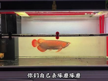 龍魚嘴巴一張一合什么原因呢視頻（龍魚嘴巴一張一合是什么原因）