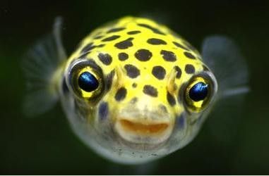 潛水艇魚屬于什么檔次 潛水艇魚屬于什么檔次 觀賞魚百科 第2張