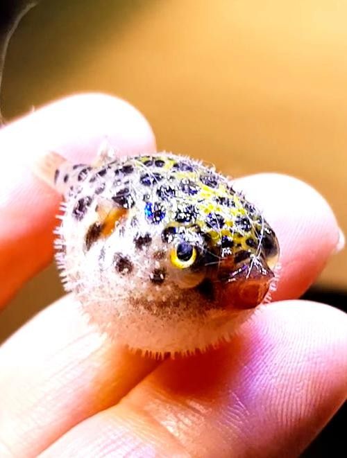 潛水艇魚屬于什么檔次 潛水艇魚屬于什么檔次 觀賞魚百科 第1張