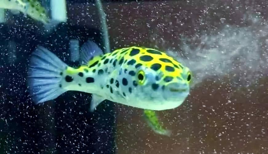 潛水艇魚屬于什么檔次 潛水艇魚屬于什么檔次 觀賞魚百科 第3張