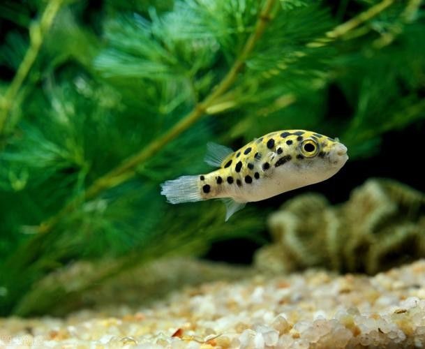 潛水艇魚屬于什么檔次 潛水艇魚屬于什么檔次 觀賞魚百科 第5張