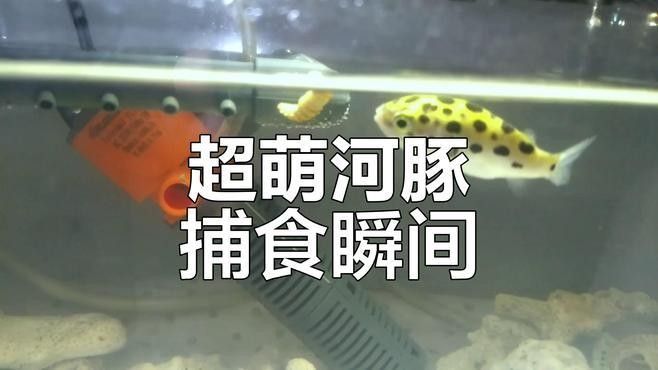 潛水艇魚屬于什么檔次 潛水艇魚屬于什么檔次 觀賞魚百科 第7張