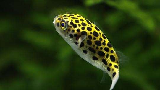 潛水艇魚屬于什么檔次 潛水艇魚屬于什么檔次 觀賞魚百科 第4張