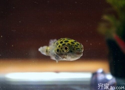 潛水艇魚屬于什么檔次 潛水艇魚屬于什么檔次 觀賞魚百科 第8張