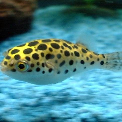 潛水艇魚屬于什么檔次 潛水艇魚屬于什么檔次 觀賞魚百科 第9張
