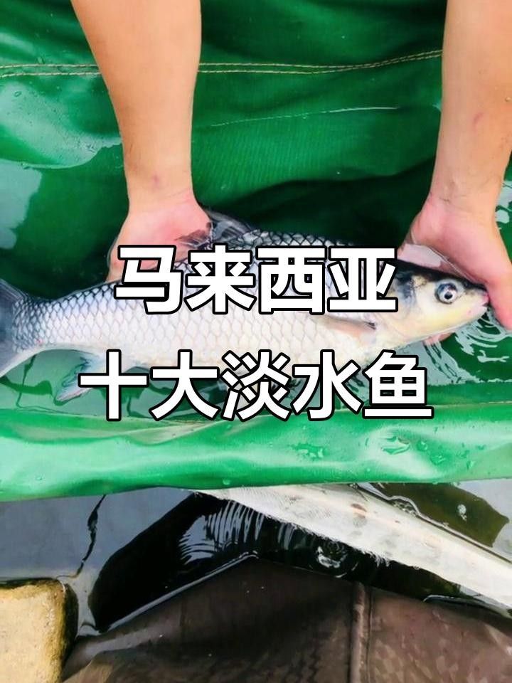 馬來西亞的魚類名稱（馬來西亞十大名魚喵駕導塔巴是什么魚與小鹿眠冬）