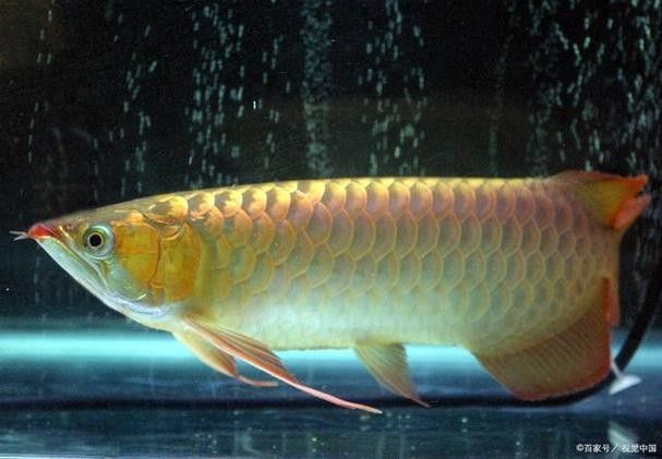蚌山龍魚屬于什么檔次 蚌山龍魚屬于什么檔次 觀賞魚百科 第1張