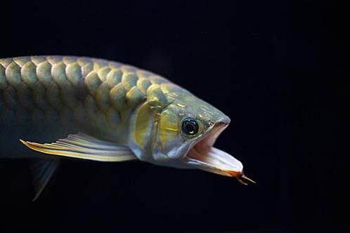 蚌山龍魚屬于什么檔次 蚌山龍魚屬于什么檔次 觀賞魚百科 第5張