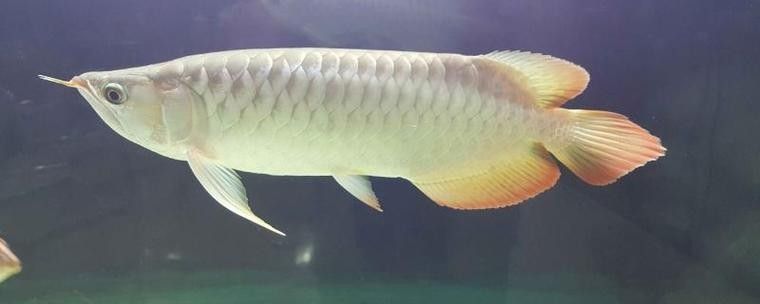 蚌山龍魚屬于什么檔次 蚌山龍魚屬于什么檔次 觀賞魚百科 第6張