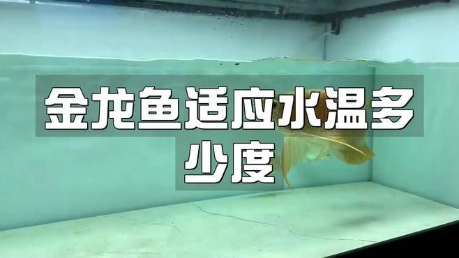 水溫26度養龍魚可不可以 水溫26度養龍魚可不可以 觀賞魚百科 第1張