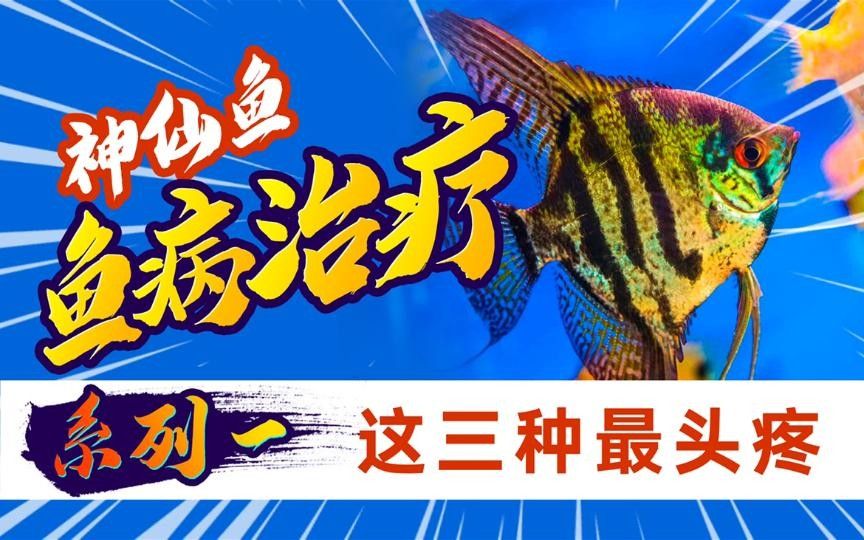 埃及神仙魚容易得什么病（埃及神仙魚感染寄生蟲后的五大癥狀與應(yīng)對方法建議）
