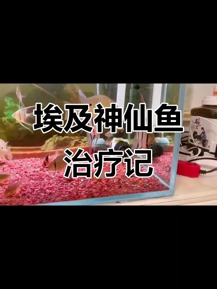埃及神仙魚容易得什么病（埃及神仙魚感染寄生蟲后的五大癥狀與應(yīng)對方法建議）