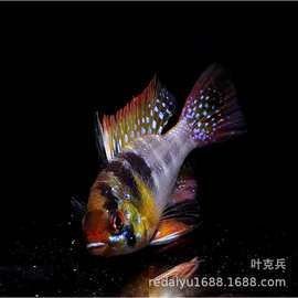 巴厘島金巴蘭魚市是否只批發紅龍魚（巴厘島金巴蘭魚市是否專門批發紅龍魚的問題并沒有明確信息） 巴厘島金巴蘭魚市是否只批發紅龍魚（巴厘島金巴蘭魚市是否專門批發紅龍魚的問題并沒有明確信息） 龍魚百科 第3張