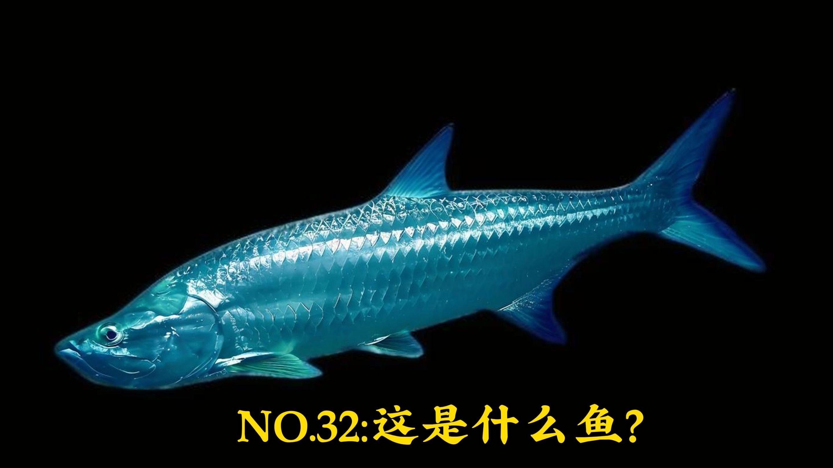泰龐海鰱兇猛嗎 泰龐海鰱兇猛嗎 觀(guān)賞魚(yú)百科 第1張