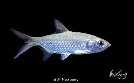 泰龐海鰱兇猛嗎 泰龐海鰱兇猛嗎 觀(guān)賞魚(yú)百科 第2張