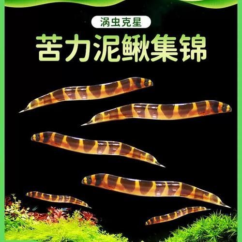 輪臺龍魚（新疆輪臺龍魚飼養技巧）