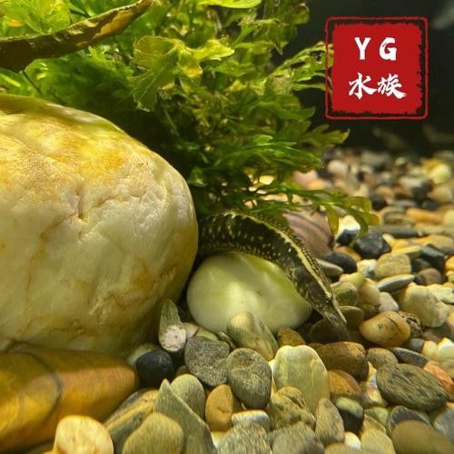 輪臺龍魚（<strong><mark>新疆</mark></strong>輪臺龍魚飼養技巧）