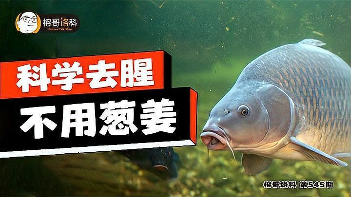 如何處理龍魚以去除腥味