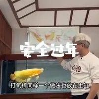 如何給龍魚使用鎮定劑