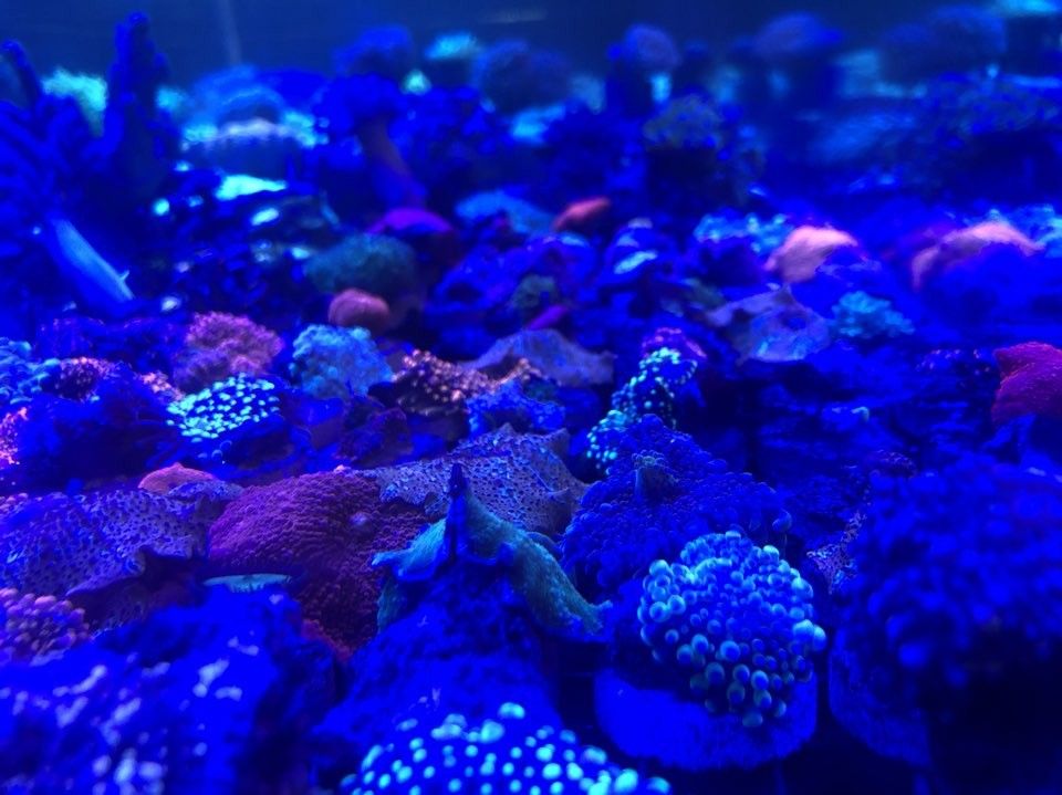 碑林哪個水族館龍魚好？祥龍魚場龍魚（碑林哪個水族館龍魚好）