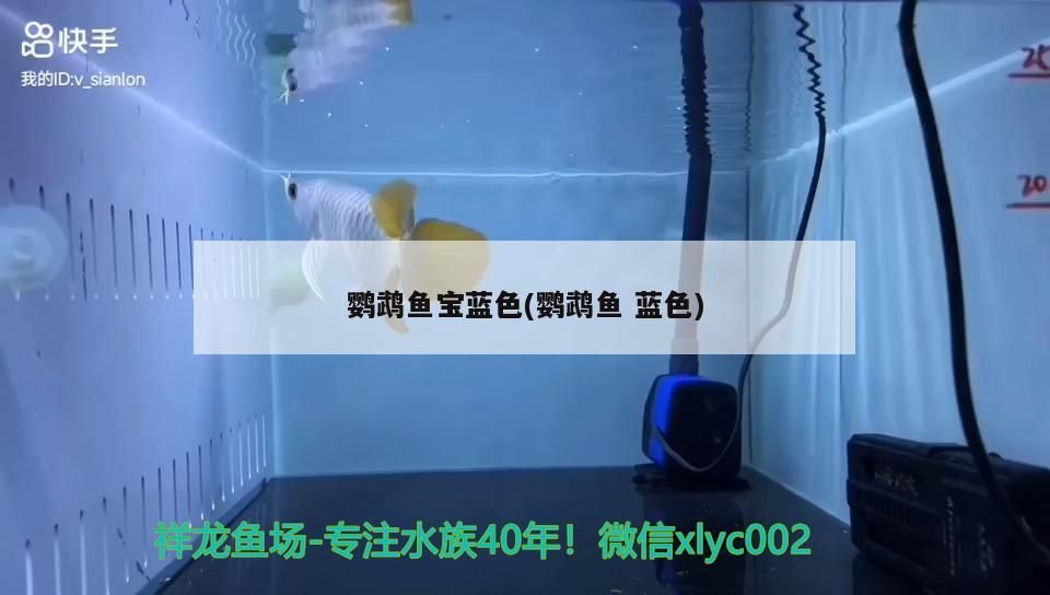鸚鵡魚寶藍色(鸚鵡魚藍色)（迷你鸚鵡魚寶藍色） 鸚鵡魚寶藍色(鸚鵡魚藍色)（迷你鸚鵡魚寶藍色） 觀賞魚百科
