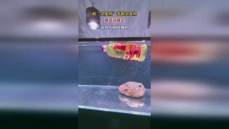 呼蘭金龍魚和呼蘭金龍區別（呼蘭金龍魚和呼蘭金龍的區別）