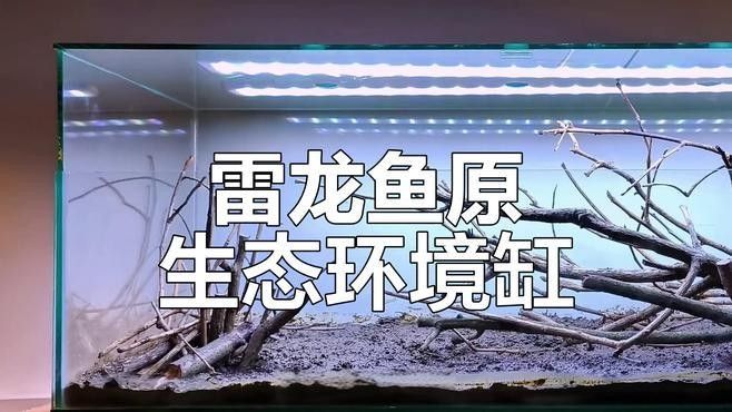 如何模擬雷龍魚的野生環境 如何模擬雷龍魚的野生環境 龍魚百科 第5張