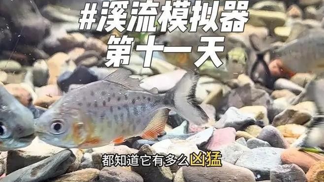 如何模擬雷龍魚的野生環境 如何模擬雷龍魚的野生環境 龍魚百科 第3張
